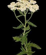 A Powerful Plant for First and Last Aid Yarrow Blooms All Summer Long