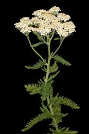 A Powerful Plant for First and Last Aid Yarrow Blooms All Summer Long