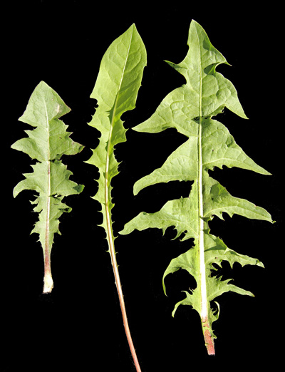 Cleans the Gut, Blood, and Liver Helps from Head to Toe Do You Have This Plant Dandelion