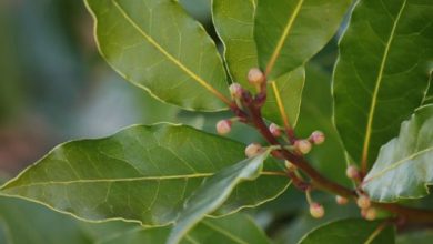 Laurel Leaf as a Remedy for Cough, Joints, Weight Loss, Hair