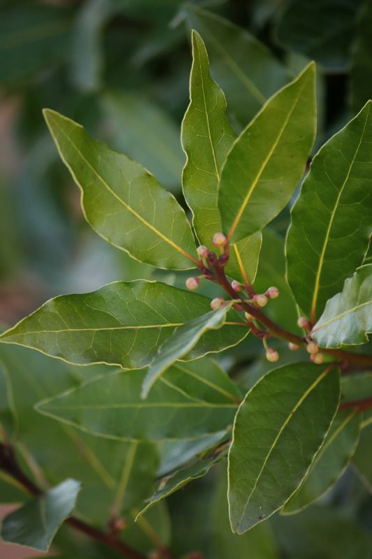 Laurel Leaf as a Remedy for Cough, Joints, Weight Loss, Hair