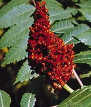 The Healthiest Plant in the World and the Strongest Antioxidant You’ve Never Heard Of! Anacardiaceae