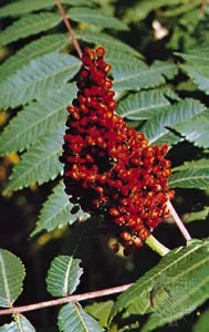 The Healthiest Plant in the World and the Strongest Antioxidant You’ve Never Heard Of! Anacardiaceae