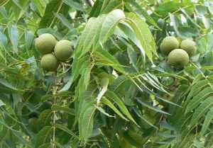 These Green Fruits Work Wonders for the Body, and Especially the Leaves are Useful Walnuts