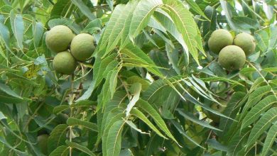 These Green Fruits Work Wonders for the Body, and Especially the Leaves are Useful Walnuts