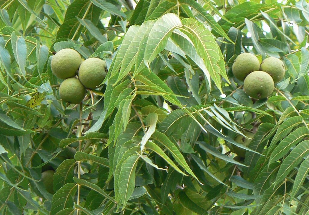 These Green Fruits Work Wonders for the Body, and Especially the Leaves are Useful Walnuts