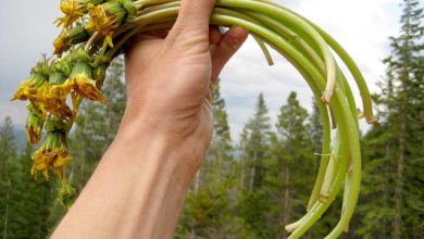 Why You Should Eat 6 Dandelion Stalks a Day