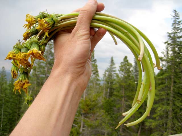 Why You Should Eat 6 Dandelion Stalks a Day